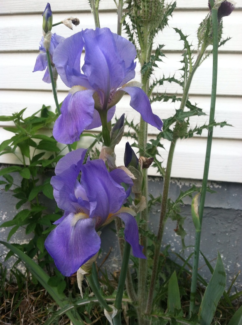 Cordova, AL: This is a picture of our iris flowers and a picture of our golden retriever her name is Copper.