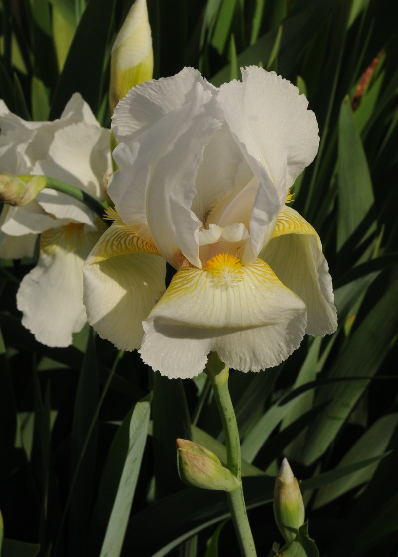 Terryville, CT: Spring Iris in bloom