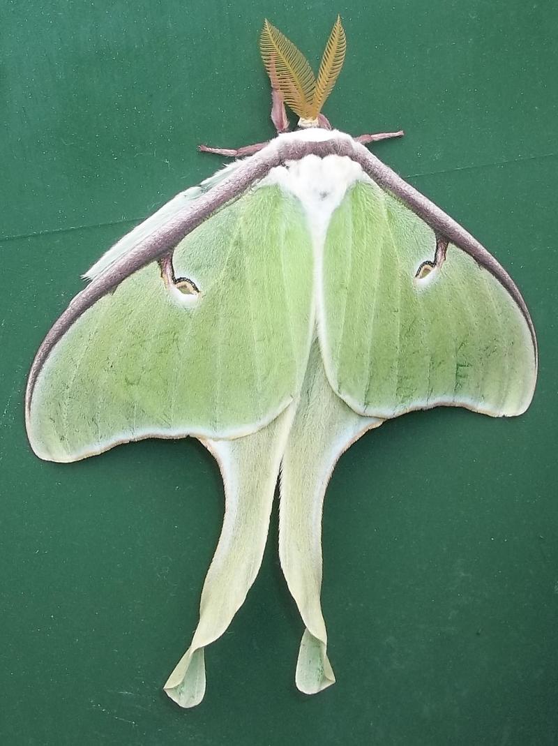 Thornton, NH: Luna Moth (Actias luna)