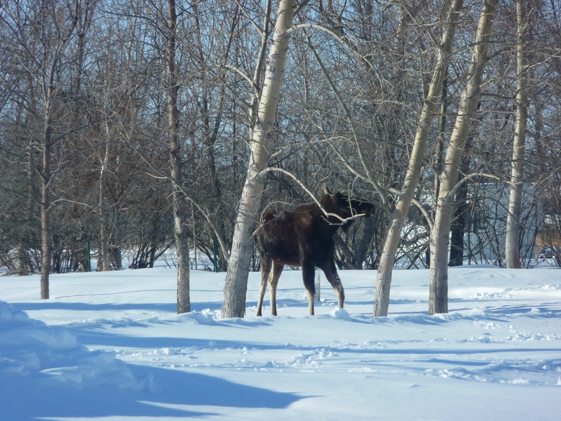 Fairdale, ND: Winky - A Young Moose Living in Fairdale 2012-2013