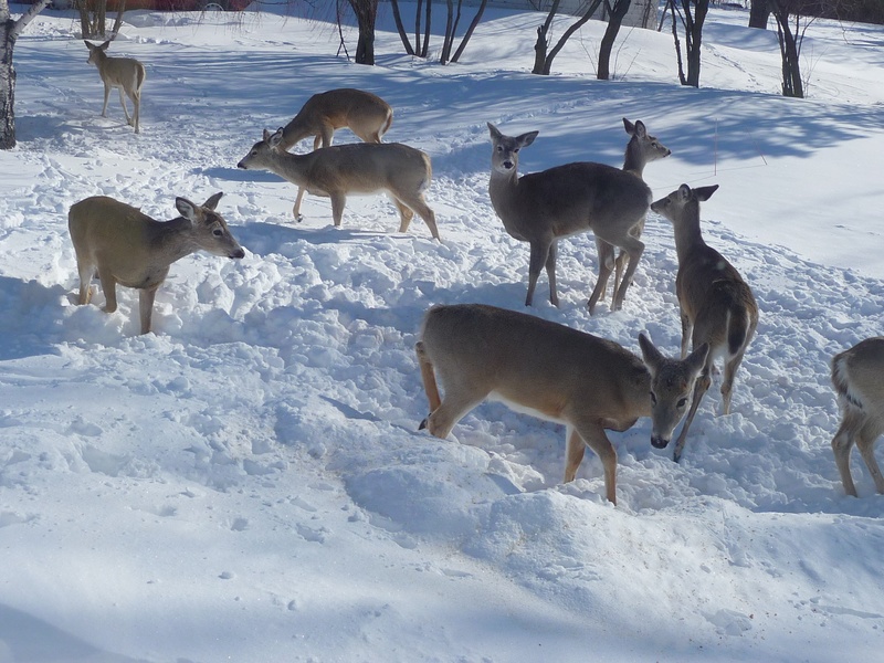 Fairdale, ND: Hungry Deer-Feasting in our backyard 2012-13