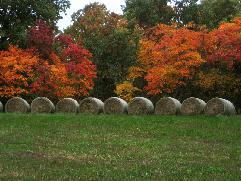 Ava, MO: Hay Bales in the fall