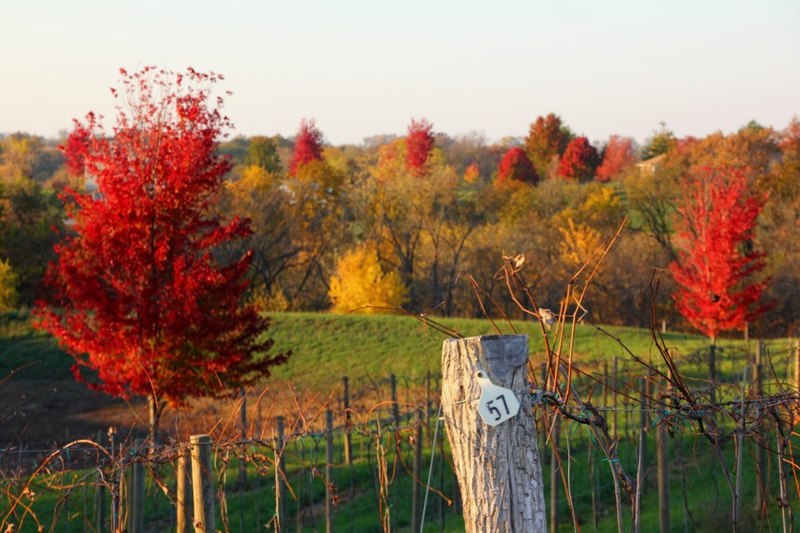 Smithville, MO: Ladoga Ridge Winery