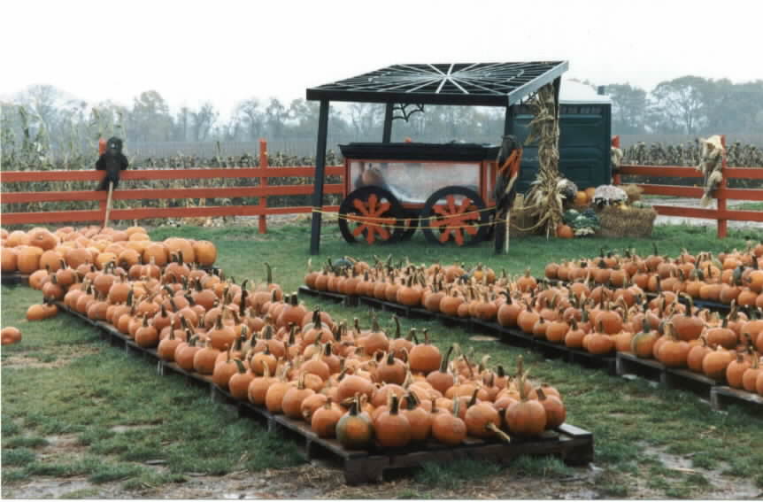 West Sayville, NY: Pumpkin Farm
