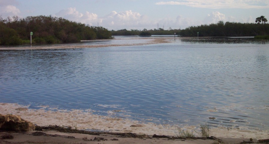 Port St. Lucie-River Park, FL: Mud Cove being invaded by sewage from the C24 canal...