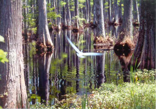 Charleston, SC: Lowcountry Swamp