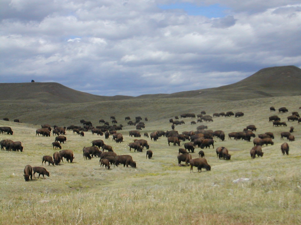 Custer, SD: Buffalo in Custer State Park, South Dakota