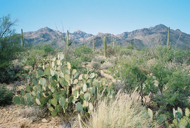 Tucson, AZ: Desert landscape, catalina foothills