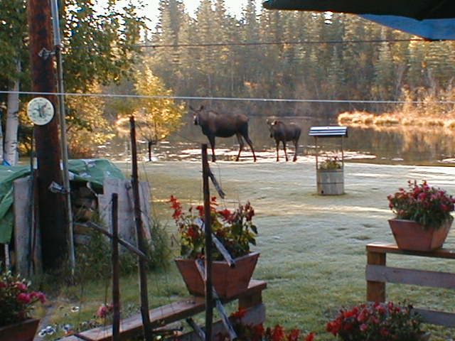 North Pole, AK: Moose in our yard