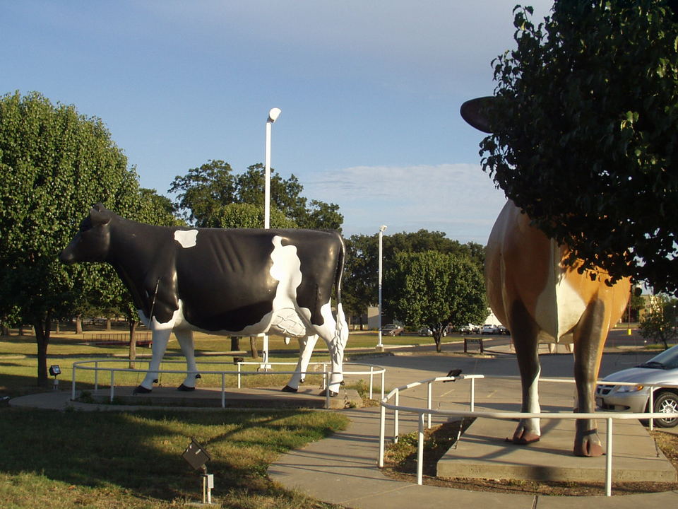 Sulphur Springs, TX: Two giant cows mark the Southwest Dairy Center and Museum