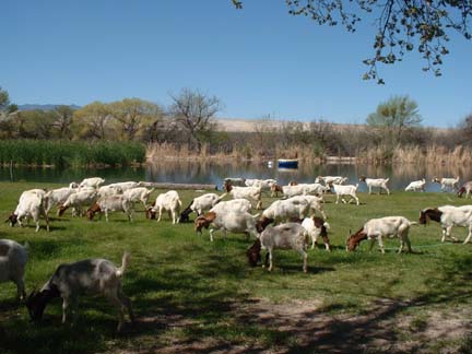 San Manuel, AZ: San Pedro Valley Boer Goats