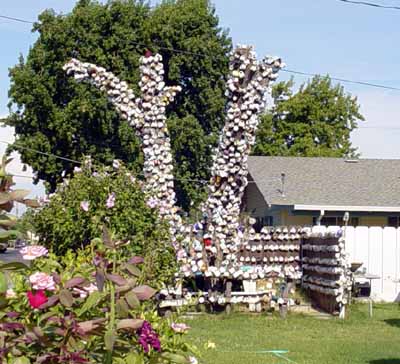 Waterford, CA: One Waterford resident has created this "Cup Tree" aka "Mug Tree" and claims to have placed more than 2500 cups on it. He is an elderly man who lives with his wife.