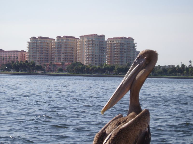 St. Petersburg, FL: Condos overlooking Tampa Bay in St. Petersburg