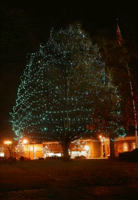 Needham, MA: Needham Town Square blue holiday tree