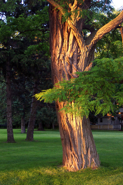 Auburn, NY: Sunset light cast on an Owasco Country Club tree in Auburn