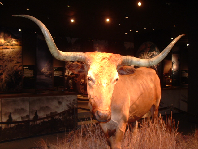 St. Louis, MO: Jefferson National Expansion Memorial - Longhorn bull