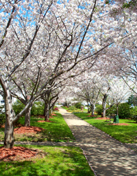 Macon, GA: Yashino Cherry trees bloom on Macon's 3rd Street