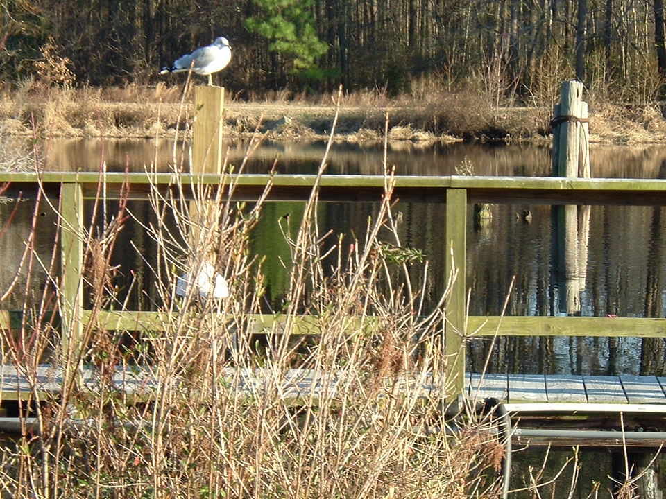 Chesapeake, VA: A BIRDS EYE VIEW @ THE DEEP CREEK LOCKS