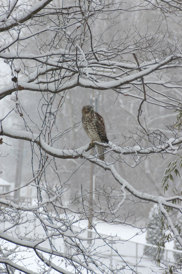 Vienna, VA: A lovely surprise on a snowy February day. A red-tailed-hawk in the South Side Park of Vienna, Virginia.