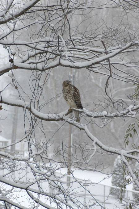 Vienna, VA: A lovely surprise on a snowy February day. A red-tailed-hawk in the South Side Park of Vienna, Virginia.
