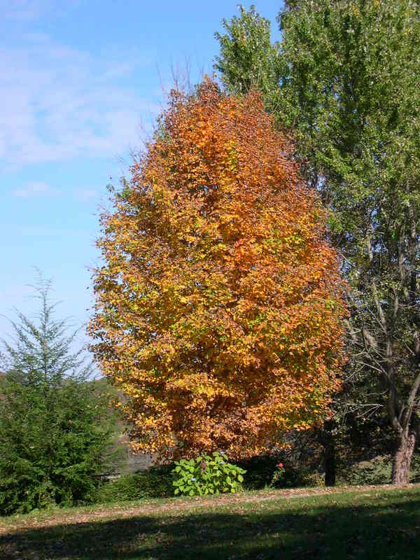 Morganton, GA: Beautiful tree on Old 76 just East of the turn on 60, near MACA church