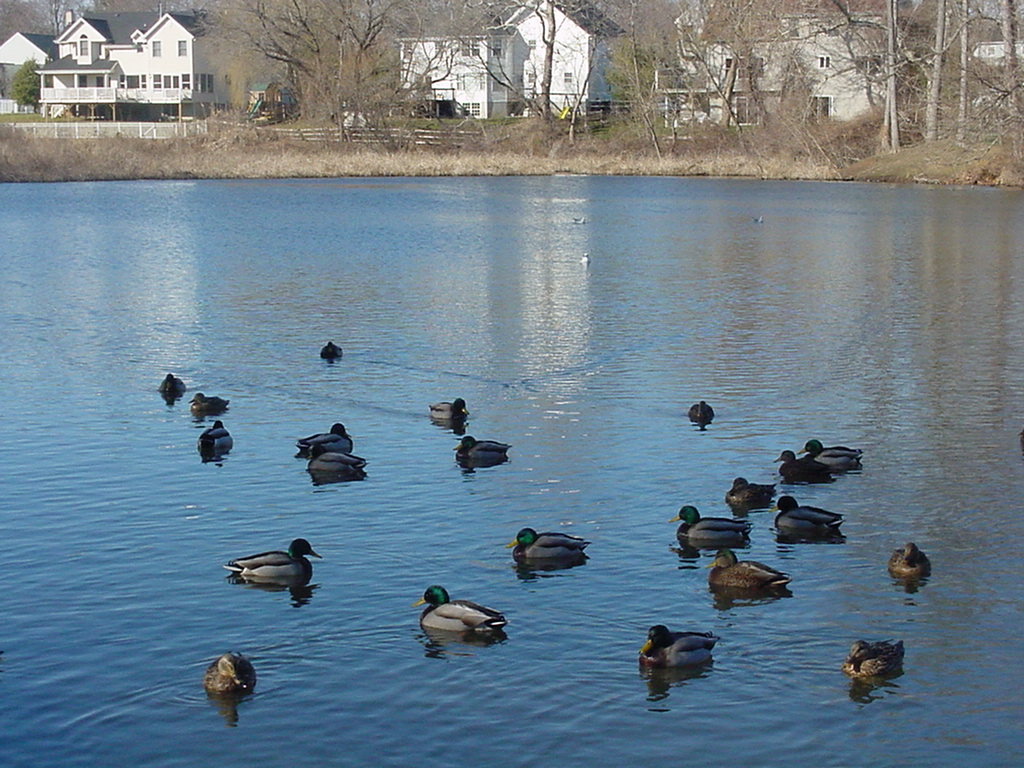 Navesink, NJ: Navesink - ducks at an inlet Navesink