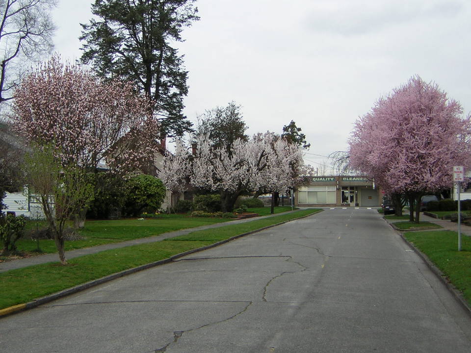 Sumner, WA: Early Spring in Sumner, March 7th, 2005