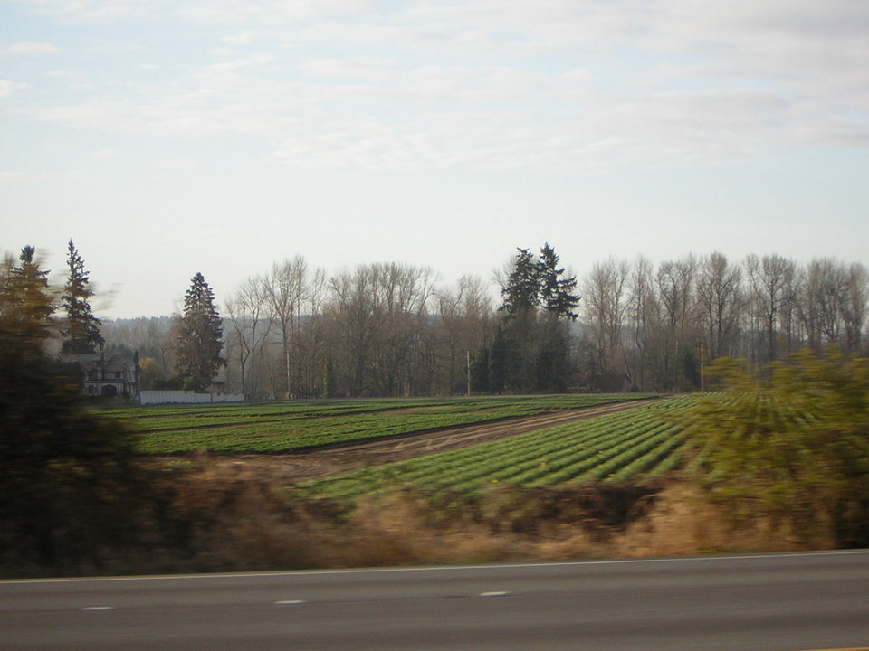 Sumner, WA Sumner daffodil farm. photo, picture, image (Washington