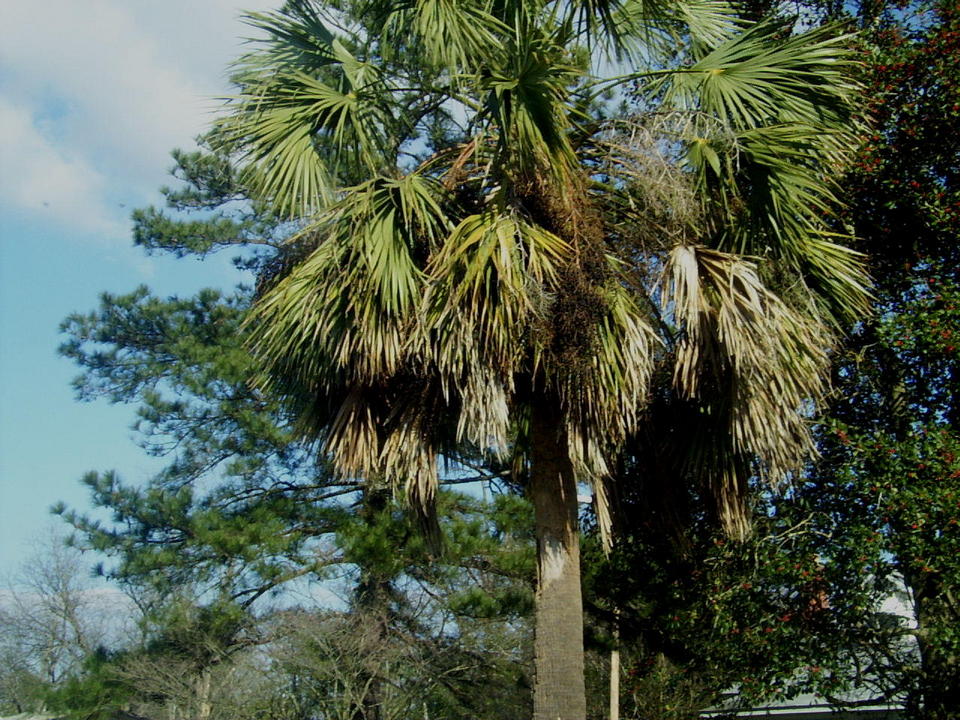 Bennettsville, SC: The Sabel Palmetto, our state tree, near downtown Bennettsville