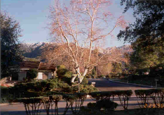 Monrovia, CA: Hillcrest Blvd Nicest Sycamore Tree and View of SG Mountains