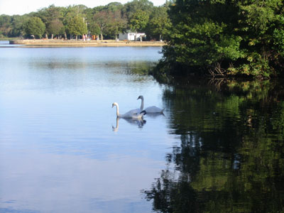 Braintree, MA: Sunset Lake Two Swans
