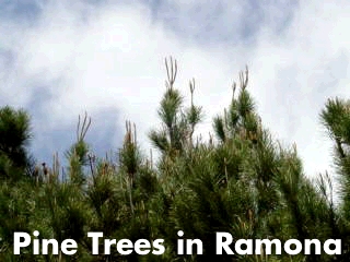 Ramona, CA: PINE TREES IN RAMONA CALIFORNIA