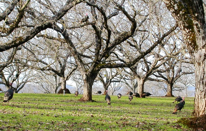Lakeport, CA: Wild turkeys in walnut grove-Scotts Valley Rd = Hill Rd