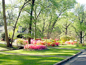 Tyler, TX: Residential Street in the spring when the Azaleas are blooming. Tyler, TX