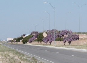 Midland, TX: Highway overpass with Wisteria in bloom. Midland, TX