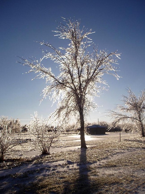 Richmond, KS: Tree after 2005 ice storm; small building in background is Prairie Spirit Trailhead
