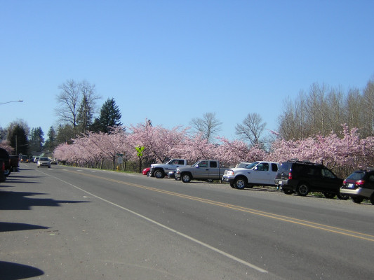 Fall City, WA: Cherry trees along Fall City's main street
