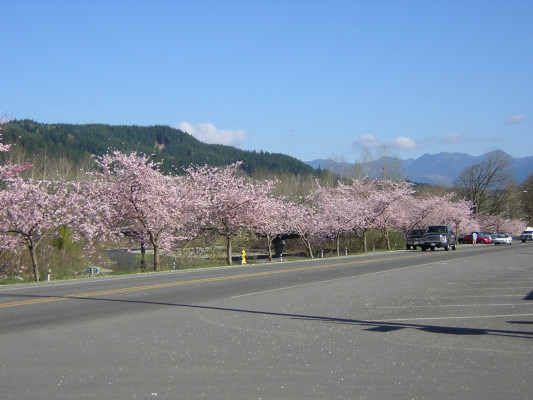 Fall City, WA: Cherry trees along Fall City's main street from the other end of town