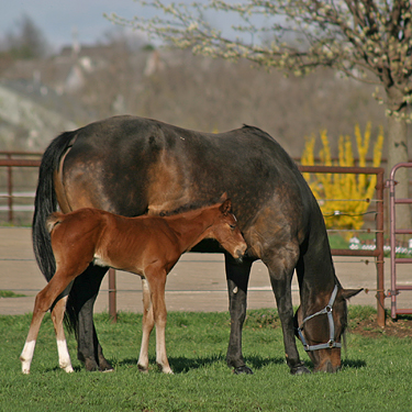 Overland Park, KS: Spring