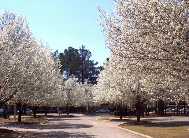 Sumter, SC: Residential street - Spring 2004 - Bradford Pear Trees Sumter SC