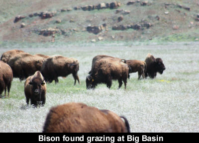 Meade, KS: These Bison can be found at Big Basin, just a short trip East of Meade, KS