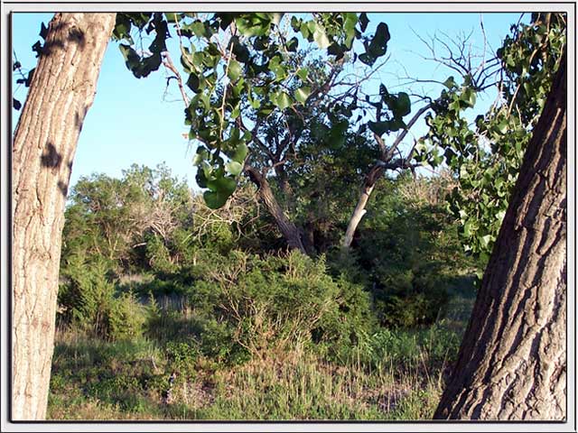 North Platte, NE: Trees along South Platte River, Centennial Park, North Platte