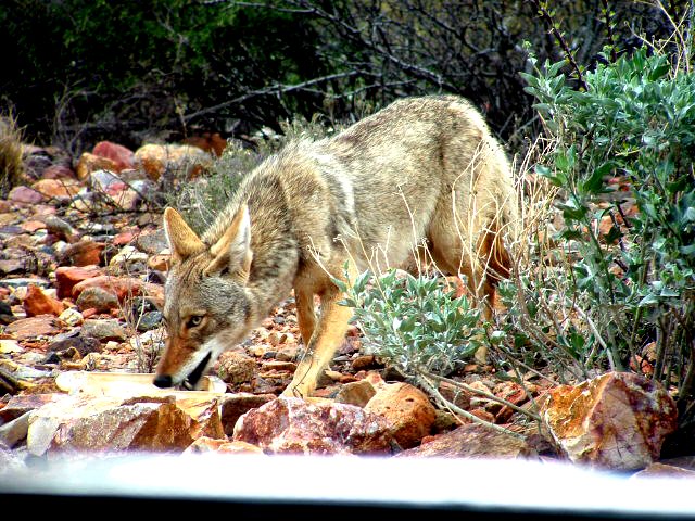 Green Valley, AZ: Thirsty Coyote in foothills at Green Valley, AZ, USA 3000ft el.