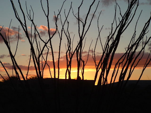 Green Valley, AZ: Sunset and Ocotilla Cactus at Green Valley, AZ, USA